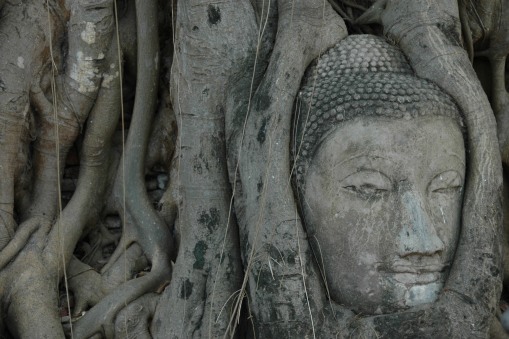Head of Buddha Overgrown with Fig Tree Roots